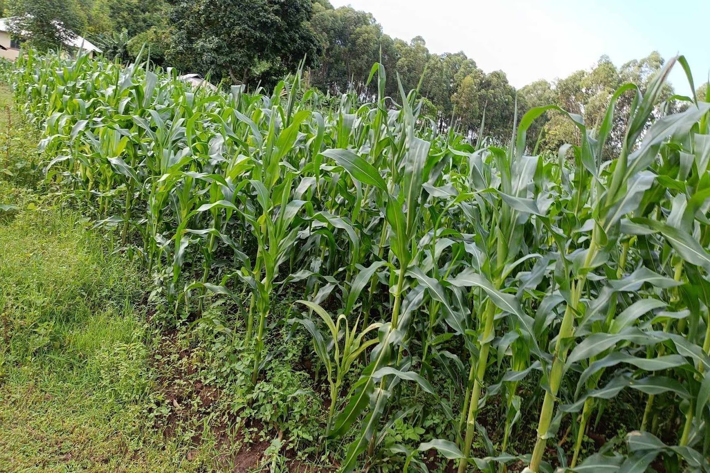 Planting Program